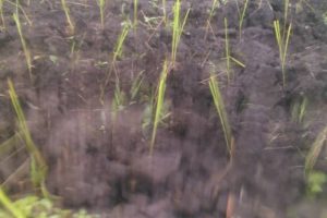 Organic Rice Production